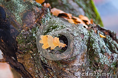 Yellow oak leaf lies on the tree. Hello October lettering card. autumn leaf oak lying on old stump. wood texture, close up. The Stock Photo