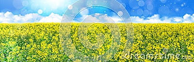 Yellow oilseed field under the blue sky with sun. Stock Photo