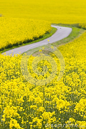 Yellow oilseed field Stock Photo