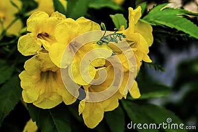 Yellow Opal Vining Senna Flowers Blooming Macro Stock Photo