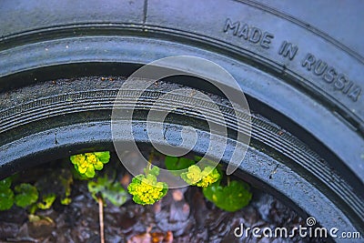 Yellow Opposite Leaved Golden Saxifrage inside the tire Stock Photo