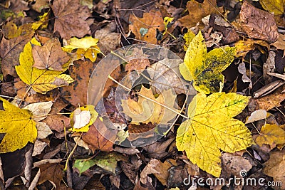 Fall autumn background with autumn leaves Stock Photo
