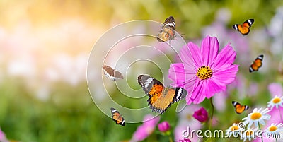 The yellow orange butterfly is on the white pink flowers in the green grass fields Stock Photo