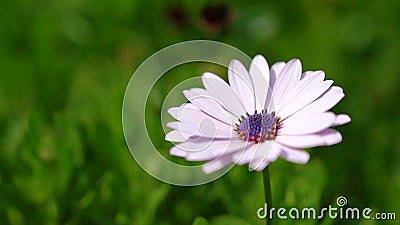 The yellow orange butterfly is on the white pink flowers in the green grass fields stock footage The yellow orange butterfly is on the white pink flowers in the green grass fields stock footage