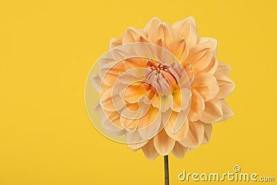 Yellow and orange chrysant flower on a yellow background Stock Photo
