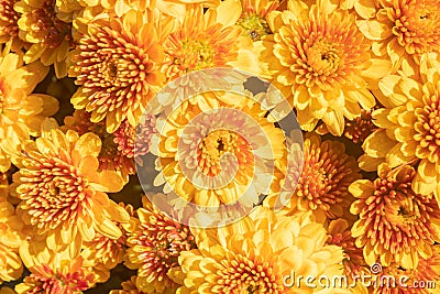 Yellow Orange Chrysanthemum or Mums Flowers with Natural Light Background Stock Photo