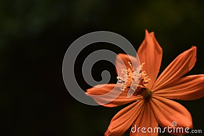 Yellow Orange Coreopsis Tickseed Flower Closeup Stock Photo