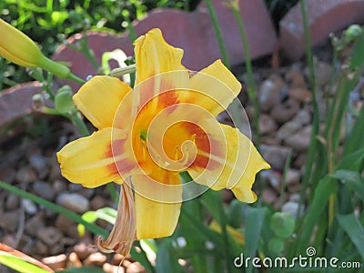 Yellow and orange Daylily flower Stock Photo