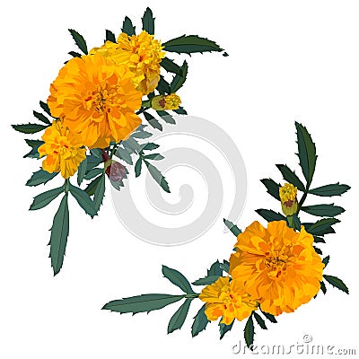 Yellow with orange flower marigold. Vector illustration. Vector Illustration