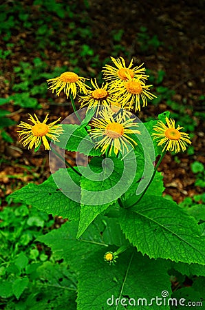 Yellow & orange flowers Telekia specios Stock Photo