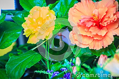 Yellow and orange Hibiscus Rosa-Sinensis 'Ritzy' also known as C Stock Photo