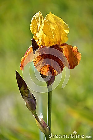 Yellow and orange iris Stock Photo