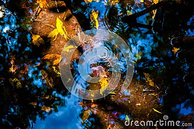 Yellow and orange leaves under water in mangrove forest. Stock Photo