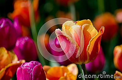 Yellow orange and magenta tulips blooming Stock Photo