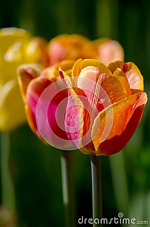 Yellow orange and magenta tulips Stock Photo