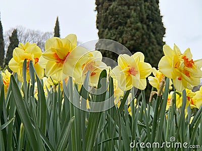 View from below of yellow and orange Narcissus. Parco Sigurtà, Valeggio sul Mincio, Verona Stock Photo