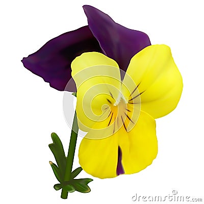 Yellow-orange-purple viola flower Stock Photo