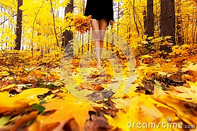 Yellow, orange and red autumn leaves in beautiful fall park. Girl with bouquet of maple leaf goes through the Park barefoot. Stock Photo