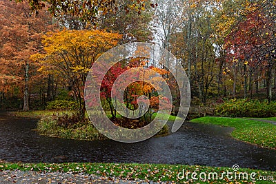 Vibrant yellow, orange and red maple trees on an island in Gibbs Gardens, Georgia, in the rain. Stock Photo