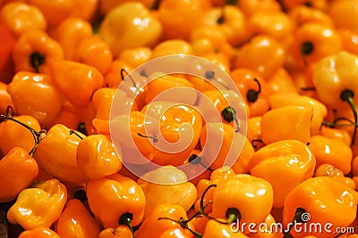 Yellow orange ripe habanero hot chili peppers Stock Photo