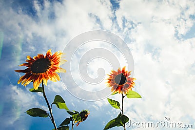 Yellow and orange sunflowers with green stalk against a sunny blue sky with clouds and lens flare during Spring and Summer. Stock Photo