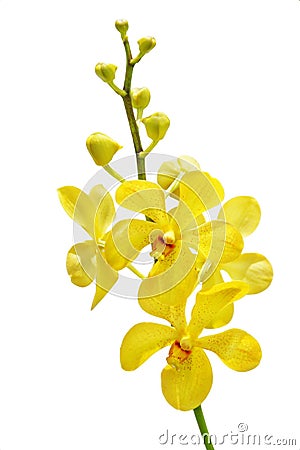Yellow orchid Stock Photo