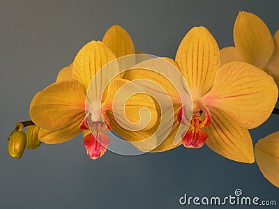 Yellow orchid Stock Photo