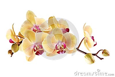 Yellow orchid Stock Photo