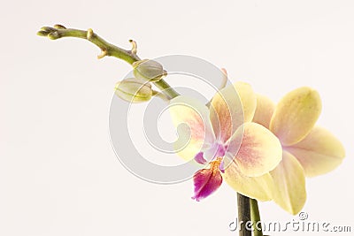 Yellow orchid Stock Photo