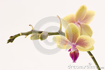 Yellow orchid Stock Photo