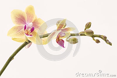 Yellow orchid Stock Photo