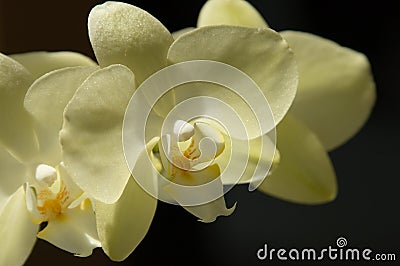 Yellow orchid Stock Photo