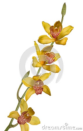 Yellow orchid Stock Photo