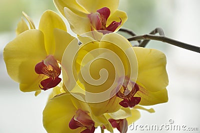 Orchid flowers, orchid branch Stock Photo