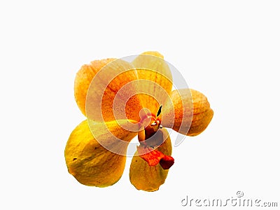 Yellow orchid, Close-up White isolated Stock Photo