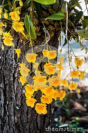 Yellow Orchid, Dendrobium lindleyi Stock Photo