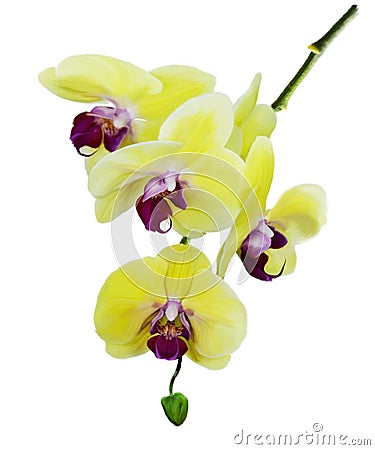 Yellow Orchid Stock Photo