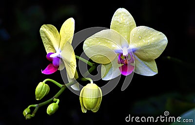 Yellow orchid duo Stock Photo