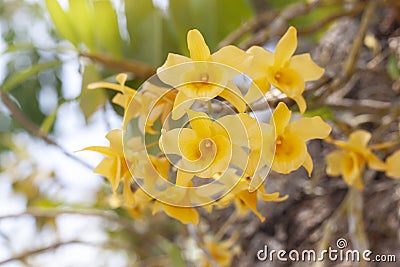 Yellow orchid flower or Dendrobium friedericksianum Rchb.f. bloom with sunlight in the garden. Stock Photo