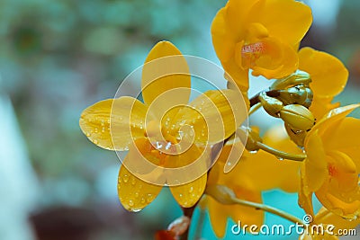 Yellow orchid flower in my garden Stock Photo