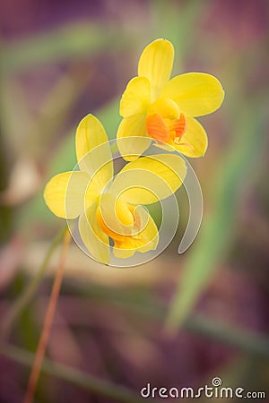 Yellow orchid in forest Stock Photo