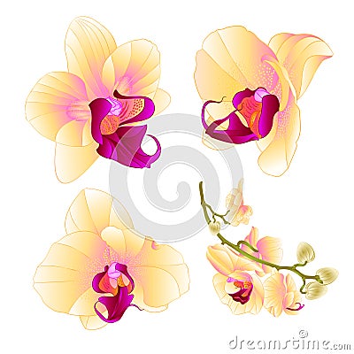 Yellow Orchid Phalaenopsis beautiful flower closeup set three vintage on a white background vector illustration editable Vector Illustration