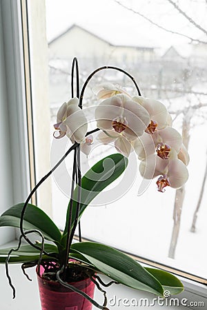 Yellow orchid in a pot on a windowsill. Stock Photo