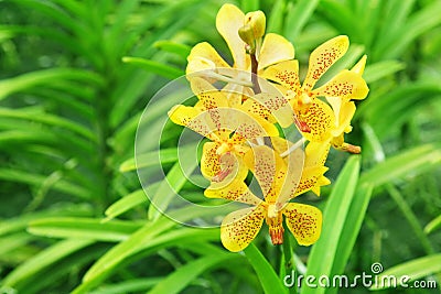 Yellow orchids Stock Photo
