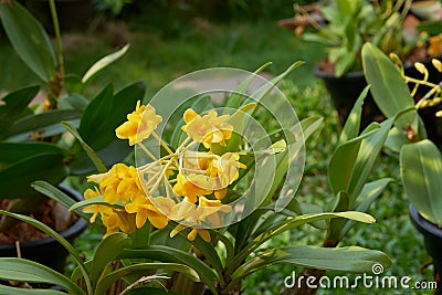 Yellow Orcids In Garden Stock Photo