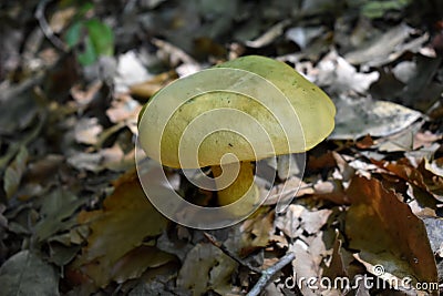 Ornate-stalked or Goldstalk Bolete Mushroom Stock Photo
