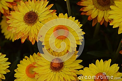 Yellow Osteospermum daisy flowers Stock Photo