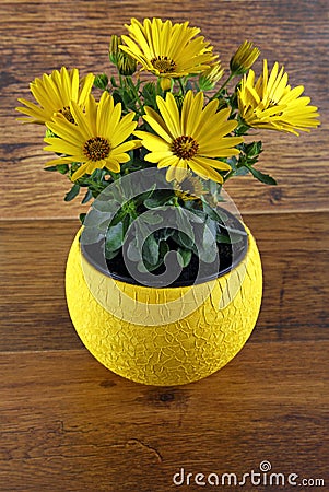 Yellow osteospermum flowers Stock Photo