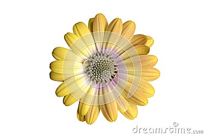 Yellow osteospermum Stock Photo