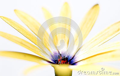 Yellow Osteospermum - Yellow Daisy Flower Stock Photo